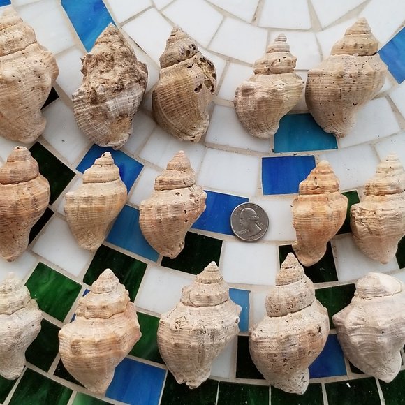 Accents | King Crown Conch Shells From The Gulf Of Mexico | Poshmark